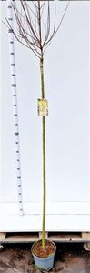 Salix integra 'Hakuro-nishiki' 180 cm stam cont. 7,5L - afbeelding 2