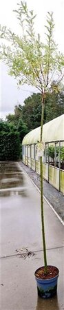 Salix integra 'Hakuro-nishiki' 180 cm stam cont. 7,5L - afbeelding 3