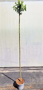 Salix integra 'Hakuro-nishiki' 180 cm stam cont. 7,5L - afbeelding 4