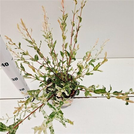 Salix integra 'Hakuro-nishiki' 40-50 cm cont. 2,5L - afbeelding 1