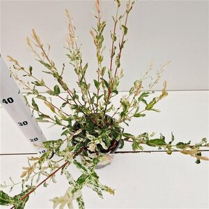 Salix integra 'Hakuro-nishiki' 40-50 cm cont. 2,5L