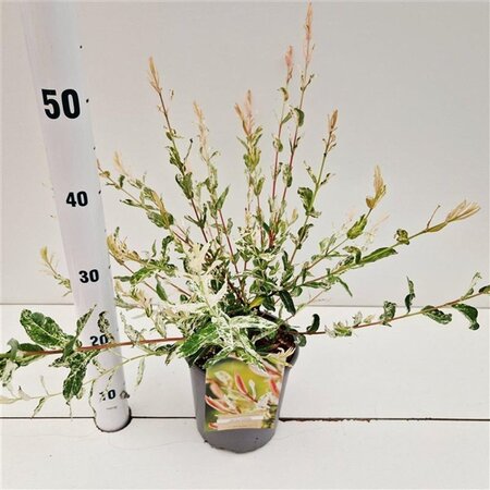 Salix integra 'Hakuro-nishiki' 40-50 cm cont. 2,5L - afbeelding 2