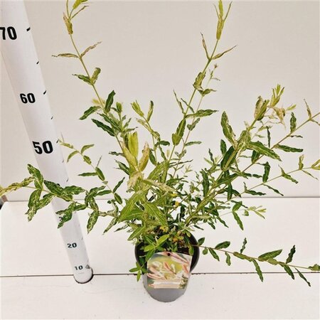 Salix integra 'Hakuro-nishiki' 40-50 cm cont. 2,5L - afbeelding 3