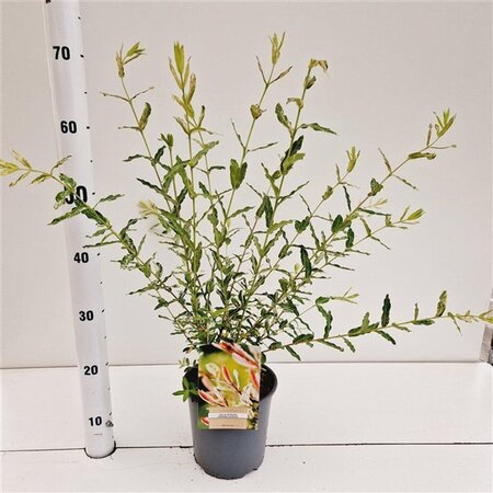 Salix integra 'Hakuro-nishiki' 40-50 cm cont. 2,5L - afbeelding 4