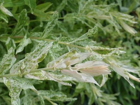 Salix integra 'Hakuro-nishiki' 40-50 cm cont. 3,0L - afbeelding 1