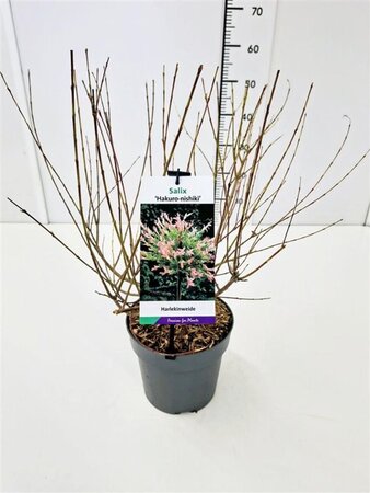 Salix integra 'Hakuro-nishiki' 40-60 cm cont. 3,0L - afbeelding 6