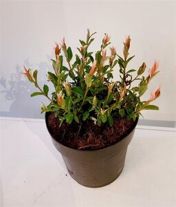 Salix integra 'Hakuro-nishiki' 40-60 cm cont. 3,0L - afbeelding 3