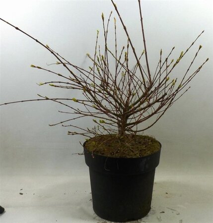 Salix integra 'Hakuro-nishiki' 40-60 cm cont. 3,0L - afbeelding 4