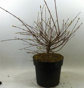 Salix integra 'Hakuro-nishiki' 40-60 cm cont. 3,0L - afbeelding 4