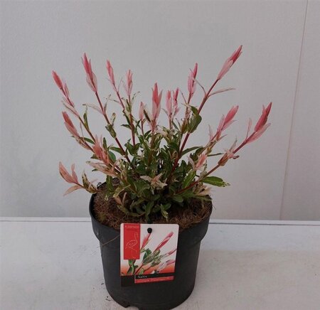 Salix integra 'Hakuro-nishiki' 40-60 cm cont. 3,0L - afbeelding 1