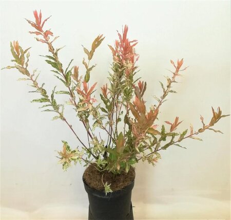 Salix integra 'Hakuro-nishiki' 40-60 cm cont. 3,0L - afbeelding 2