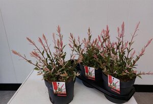 Salix integra 'Hakuro-nishiki' 40-60 cm cont. 3,0L - afbeelding 5