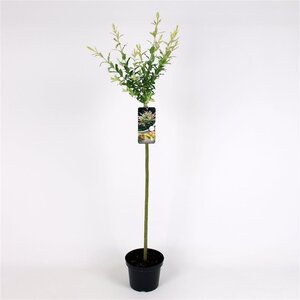 Salix integra 'Hakuro-nishiki' 80 cm stam cont. 4,0L