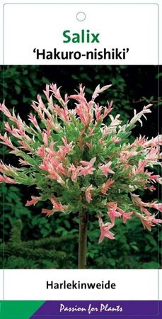 Salix integra 'Hakuro-nishiki' 80 cm stam cont. 5,0L - afbeelding 1
