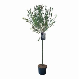 Salix integra 'Hakuro-nishiki' 80 cm stam cont. 5,0L - afbeelding 3