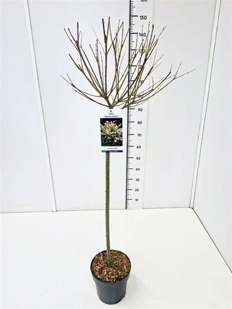 Salix integra 'Hakuro-nishiki' 80 cm stam cont. 5,0L - afbeelding 2