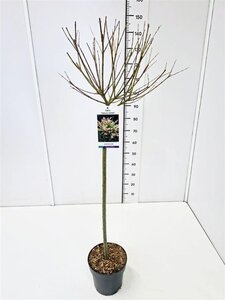 Salix integra 'Hakuro-nishiki' 80 cm stam cont. 5,0L - afbeelding 2