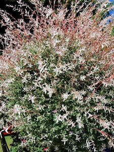 Salix integra 'Hakuro-nishiki' halfstam container - afbeelding 2