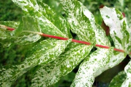 Salix integra 'Hakuro-nishiki' halfstam container - afbeelding 5