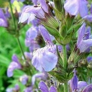 Salvia lavandulifolia geen maat specificatie 0,55L/P9cm - afbeelding 6