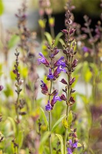 Salvia lavandulifolia geen maat specificatie 0,55L/P9cm - afbeelding 4