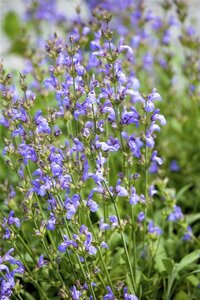 Salvia lavandulifolia geen maat specificatie 0,55L/P9cm - afbeelding 5