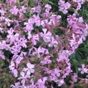 Saponaria lempergii 'Max Frei' geen maat specificatie 0,55L/P9cm