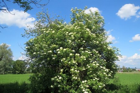 Sambucus nigra 150-175 cm met kluit - afbeelding 1