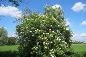 Sambucus nigra 150-175 cm met kluit - afbeelding 1