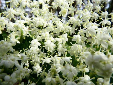 Sambucus nigra 150-175 cm met kluit - afbeelding 4