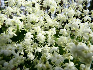 Sambucus nigra 150-175 cm met kluit - afbeelding 4