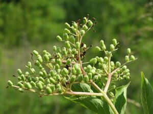 Sambucus nigra 175-200 cm draadkluit - afbeelding 3