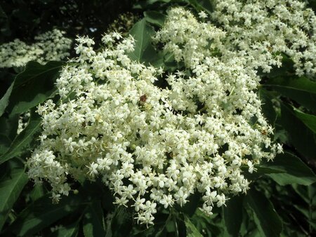Sambucus nigra 175-200 cm draadkluit - afbeelding 6