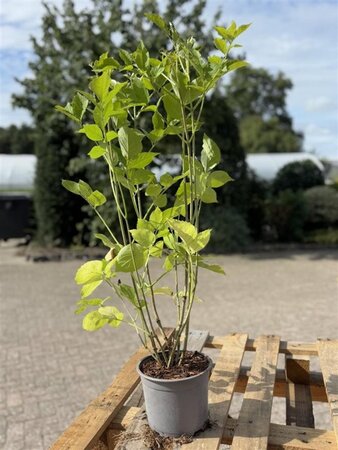 Sambucus nigra 40-60 cm cont. 2,0L - afbeelding 2