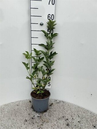 Sambucus nigra 40-60 cm cont. 2,0L - afbeelding 1