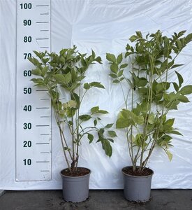 Sambucus nigra 40-60 cm cont. 2,0L - afbeelding 3