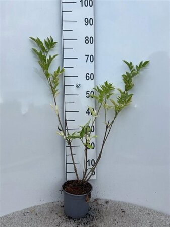 Sambucus nigra 40-60 cm cont. 2,0L - afbeelding 2