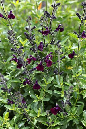 Salvia 'Nachtvlinder' geen maat specificatie 0,55L/P9cm