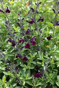 Salvia 'Nachtvlinder' geen maat specificatie 0,55L/P9cm