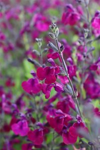 Salvia 'Nachtvlinder' geen maat specificatie 0,55L/P9cm - afbeelding 2
