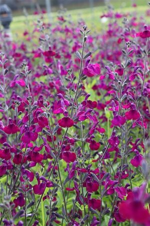 Salvia 'Nachtvlinder' geen maat specificatie 0,55L/P9cm - afbeelding 3