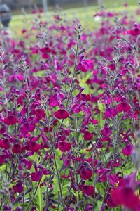 Salvia 'Nachtvlinder' geen maat specificatie 0,55L/P9cm - afbeelding 3