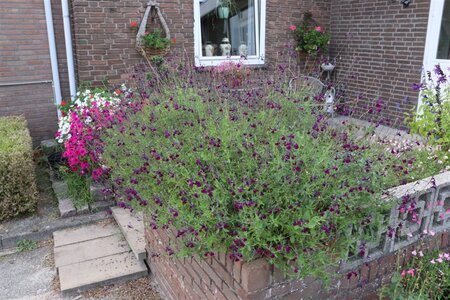 Salvia 'Nachtvlinder' geen maat specificatie 0,55L/P9cm - afbeelding 4