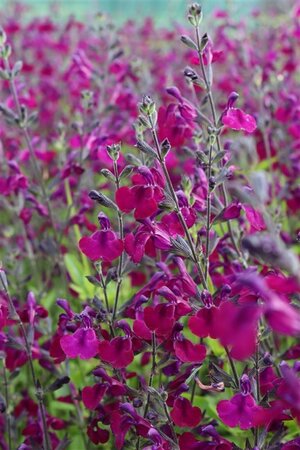 Salvia 'Nachtvlinder' geen maat specificatie 0,55L/P9cm - afbeelding 5