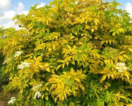 Sambucus nigra 'Aurea' 80-100 cm wortelgoed struik