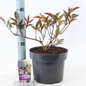Sambucus nigra Black Beauty 30-40 cm cont. 5,0L - afbeelding 1