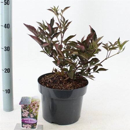 Sambucus nigra Black Beauty 30-40 cm cont. 5,0L - afbeelding 2