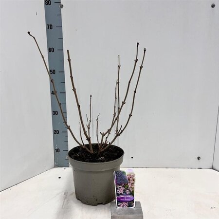 Sambucus nigra Black Beauty 30-40 cm cont. 5,0L - afbeelding 4