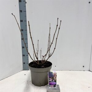 Sambucus nigra Black Beauty 30-40 cm cont. 5,0L - afbeelding 4