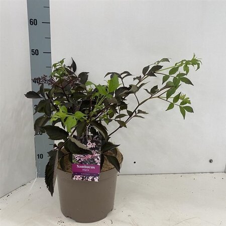 Sambucus nigra Black Beauty 30-40 cm cont. 5,0L - afbeelding 3